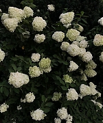 SSBR00007.JPG