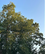 Filename=SSBR00194.jpg
Filesize=1753KiB
Dimensions=1440x1800
Date added=Feb 14, 2025 SSBR00194.jpg